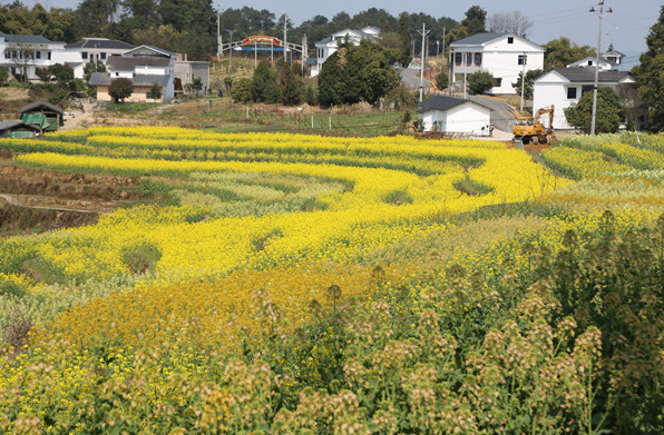 美心红酒小镇首届菜花旅游文化节3月12日开幕