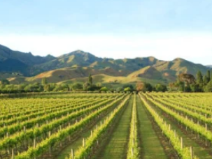 新西兰最受欢迎的葡萄酒