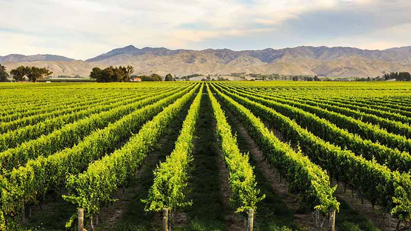 Cloudy-Bay-Vineyards.jpg